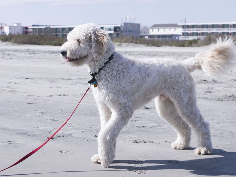 white goldendoodle puppy. Goldendoodle portugese1